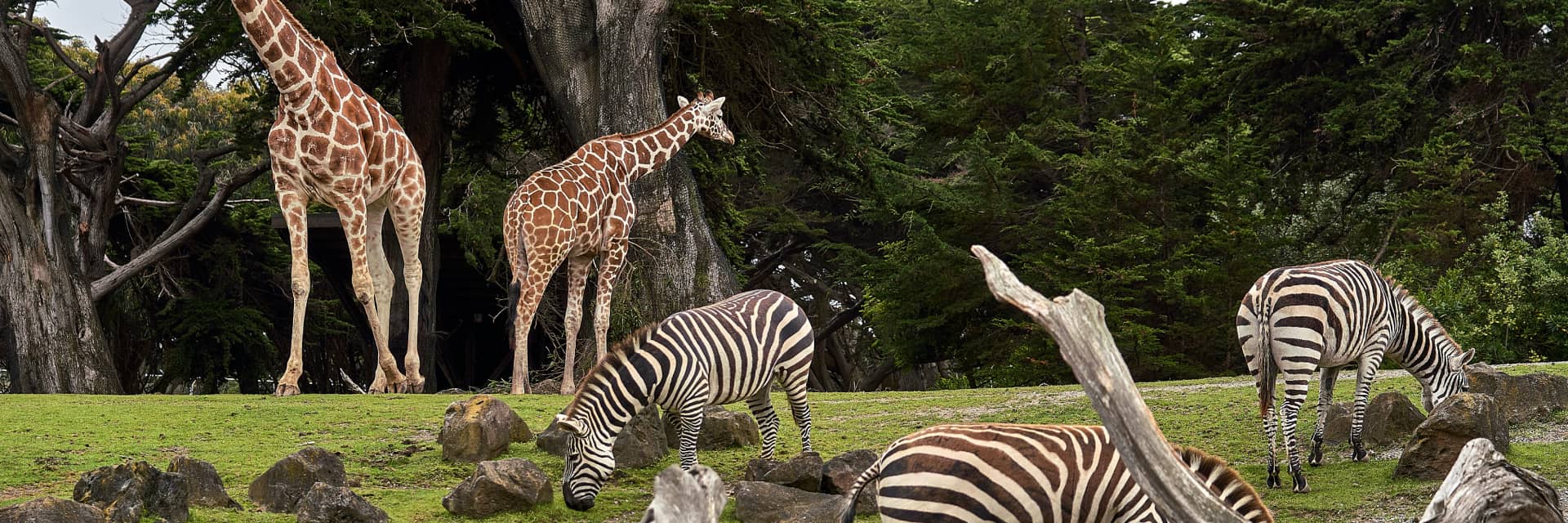 Zoo Software for Tour Operators? Here's What You Need!